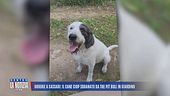Orrore a Sassari: il cane Ciop sbranato da tre pitbull in giardino