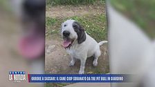 Orrore a Sassari: il cane Ciop sbranato da tre pitbull in giardino