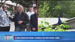 Il paese invaso dai pavoni: la rabbia di chi deve pagare i danni