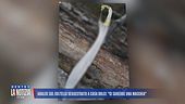 Analisi sul coltello sequestrato a casa Dolci: "Ci sarebbe una macchia"