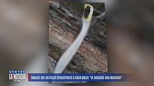 Analisi sul coltello sequestrato a casa Dolci: "Ci sarebbe una macchia"