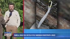 Pamela, giallo sul coltello stile Sandokan sequestrato a Dolci
