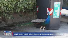 Boom di turisti e curiosi: preso d'assalto il paese invaso dai pavoni