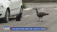 Il paese invaso dai pavoni, rumori e danni: è scontro tra i residenti