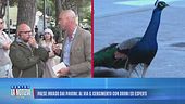 Paese invaso dai pavoni: al via il censimento con droni ed esperti