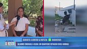 Allarme cinghiali a Olbia: un quartiere ostaggio degli animali