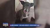 Allarme cinghiali a Olbia: "Il mio cane aggredito e ucciso davanti casa"