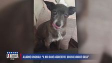 Allarme cinghiali a Olbia: "Il mio cane aggredito e ucciso davanti casa"