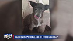 Allarme cinghiali a Olbia: "Il mio cane aggredito e ucciso davanti casa"