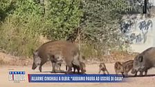 Olbia, allarme cinghiali: "Abbiamo paura a uscire di casa"