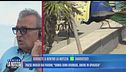 Paese invaso dai pavoni: "Ormai sono ovunque, anche in spiaggia"