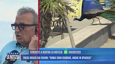 Paese invaso dai pavoni: "Ormai sono ovunque, anche in spiaggia"