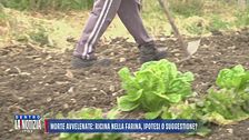 Morte avvelenate: ricina nella farina, ipotesi o suggestione