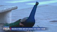 Invasione di pavoni: dopo Punta Marina, eccoli anche a Milano