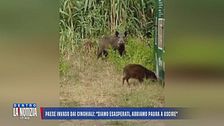 Montedivalli, un paese invaso dai cinghiali