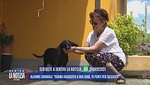 Allarme cinghiali a Montedivalli: "Hanno aggredito il mio cane"