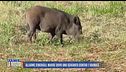 Allarme cinghiali: muore dopo uno schianto contro l'animale