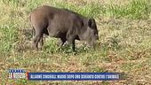 Allarme cinghiali: muore dopo uno schianto contro l'animale