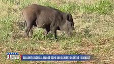 Allarme cinghiali: muore dopo uno schianto contro l'animale