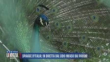 Spiagge d'Italia: in diretta dal lido invaso dai pavoni