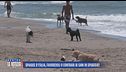 Spiagge d'Italia, favorevoli o contrari ai cani in spiaggia?