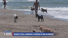 Spiagge d'Italia, favorevoli o contrari ai cani in spiaggia?