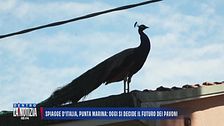 Spiagge d'Italia, Punta Marina: oggi si decide il futuro dei pavoni