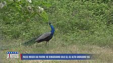 Paese invaso dai pavoni: ne rimarranno solo 50, gli altri andranno via