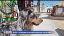 Spiagge d'Italia: in spiaggia con i cani, cosa ne pensano gli italiani?