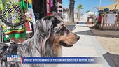 Spiagge d'Italia: in spiaggia con i cani, cosa ne pensano gli italiani?