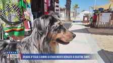Spiagge d'Italia: in spiaggia con i cani, cosa ne pensano gli italiani?