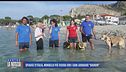 Spiagge d'Italia, Mondello più sicura con i cani labrador "bagnini"
