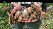 VIVIANI: L'Italia non è un paese per uccelli