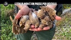 VIVIANI: L'Italia non è un paese per uccelli