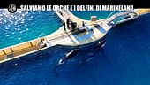CORTI: Salviamo le orche e i delfini di Marineland