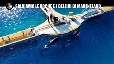 CORTI: Salviamo le orche e i delfini di Marineland