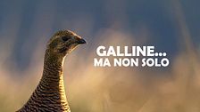 Galline... ma non solo