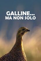 Galline... ma non solo