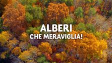 Alberi, che meraviglia!