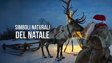 Simboli naturali del Natale