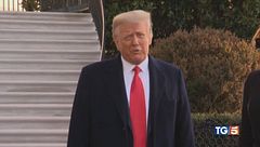 Groenlandia dazi vs dazi