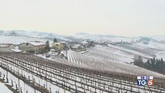 Gusto di Vino: vino e vigneti