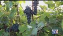 Gusto Di Vino: tempo di bilanci per le vendemmie anticipate