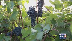Gusto Di Vino: tempo di bilanci per le vendemmie anticipate