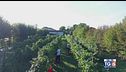 Gusto DiVino: fine vendemmia nei territori del prosecco