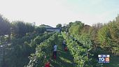 Gusto DiVino: fine vendemmia nei territori del prosecco