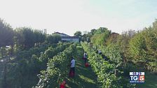 Gusto DiVino: fine vendemmia nei territori del prosecco