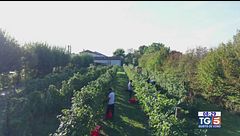 Gusto DiVino: fine vendemmia nei territori del prosecco