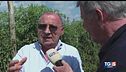 Il pomodoro San Marzano