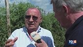 Il pomodoro San Marzano